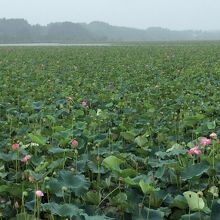 こんな感じです．沼80%を覆っているようです