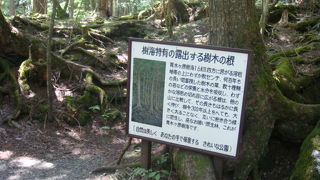 自然の力を感じさせてくれます