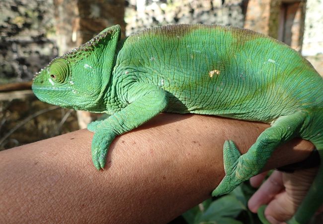 マダガスカル エキゾチック