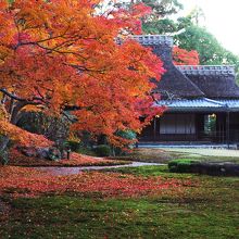 これが吉城園の紅葉