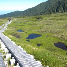 尾瀬の池塘のようなガキ田
