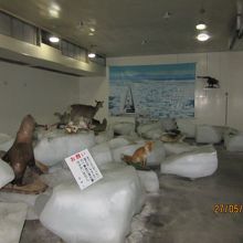 流氷館内部、流氷と動物のはく製