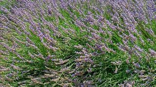 大石公園ハーブ