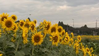 河川敷にひまわりが咲いています