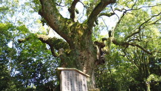 大きな木が涼しい木影をつくります