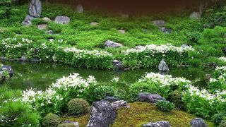 半夏生の美しいお寺