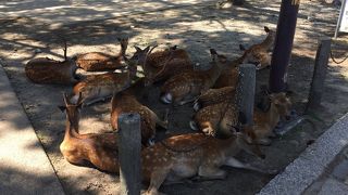 広々としています！