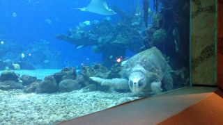 店内に大きな水槽があります