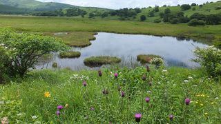 木道を歩きながらたくさんの花が見られます