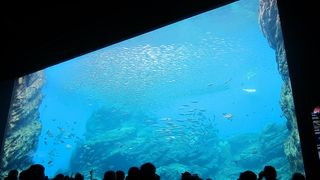とっても綺麗で素敵な水族館です☆彡
