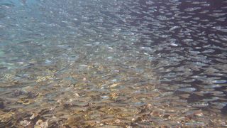 シュノーケルポイント