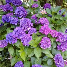 あじさいもきれいに咲いていました