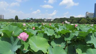 蓮がみごと
