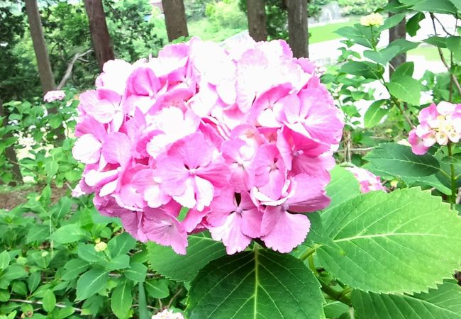 小室山妙法寺 あじさい祭り