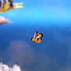 地味だけど子どもは喜ぶミニ水族館
