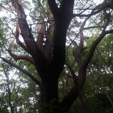 写真に収めるのはなかなか大変な立派なアカマツの巨樹です