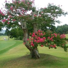 インスタート前のサルスベリ