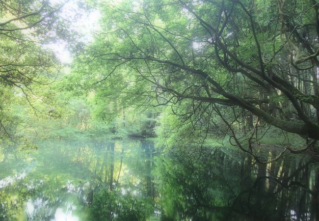 神社の末社、「丸池様」もいいですよ。