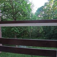 部屋から見える風景は、ずばり「森」