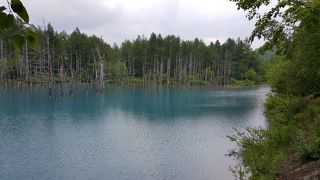 大人気の青い池