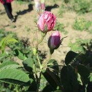 薔薇の町「カザンラク」にある薔薇の香油の製造過程（写真）などを見学できる博物館です。