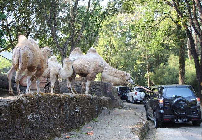 ボゴールにある動物園＋遊園地です