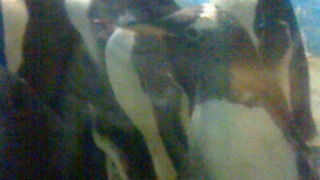 ごく至近でペンギンの餌付けの様子が見られます