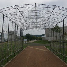 ここがライトのトンネルになるようでした