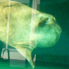 優雅なマンボウ