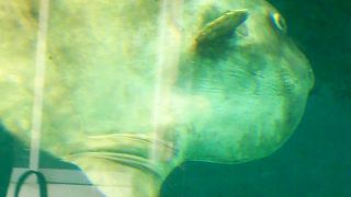 マンボウが見れる水族館