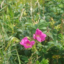 海沿いではハマナスも多く見られます