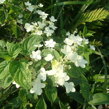 可憐な白い花を咲かせるノリウツギの様子