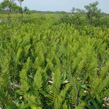 微妙な湿度で生育するとされるヤマドリゼンマイはその指標に。