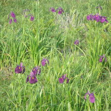 ノバナショウブの群落がとても美しかったです（７月下旬）