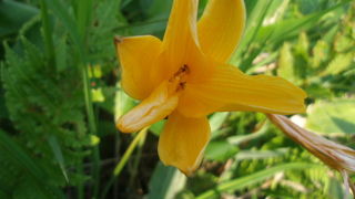 花々だけでなく脇役の植物達にも是非ご注目を！
