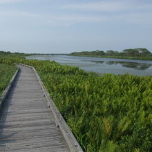 前半は整備された木道が続くのですが・・・