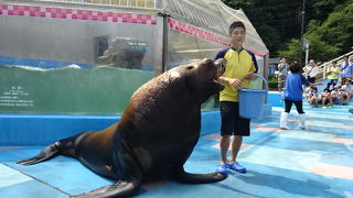 間近にトドが！大迫力です！