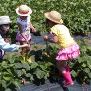 ファミリーで一日中遊べる。採れたての果物や野菜の本当の美味しさを味わえる。