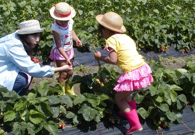 ファミリーで一日中遊べる。採れたての果物や野菜の本当の美味しさを味わえる。