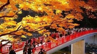 紅葉の時期は香嵐渓の紅葉より刀削麺！