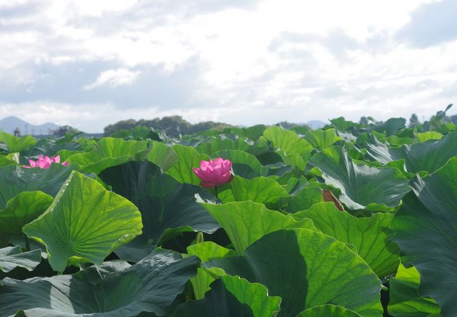 烏丸半島 クチコミ アクセス 営業時間 草津 滋賀 フォートラベル 烏丸半島 クチコミ アクセス 営業時間 草津 滋賀 フォートラベル
