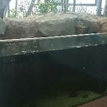 大きな屋外水槽もありました
