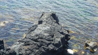 確かに熊のように見えるのが面白い