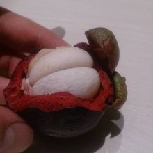 マンゴスティン