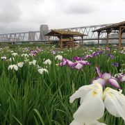 江戸川河川敷にある菖蒲園