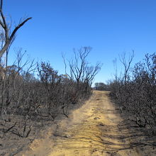 焼け野原です。
