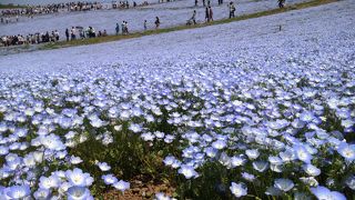 一面のネモフィラ畑に感動！