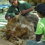 なんと無料の動物園