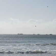 沖合に見える漁船とガイボッタ（カモメ）