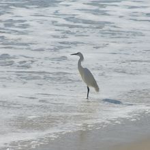 トゥユユ（サギ）も居るぜ！
